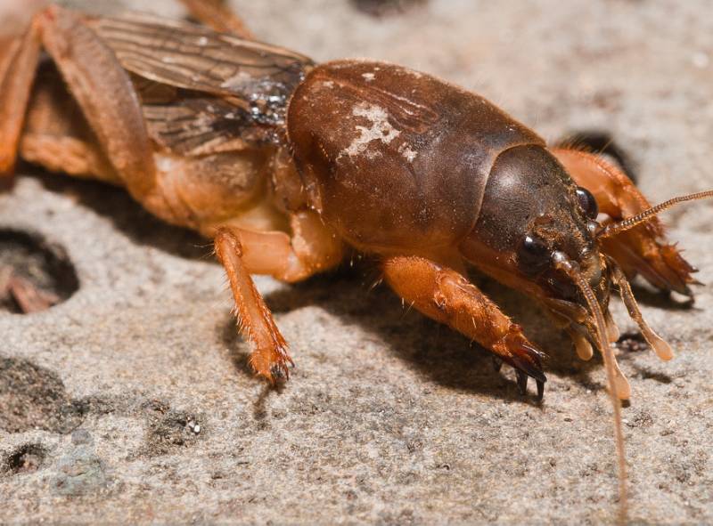 如用治尿闭,可用蝼蛄焙焦,趁热研碎,用黄酒或开水调服.